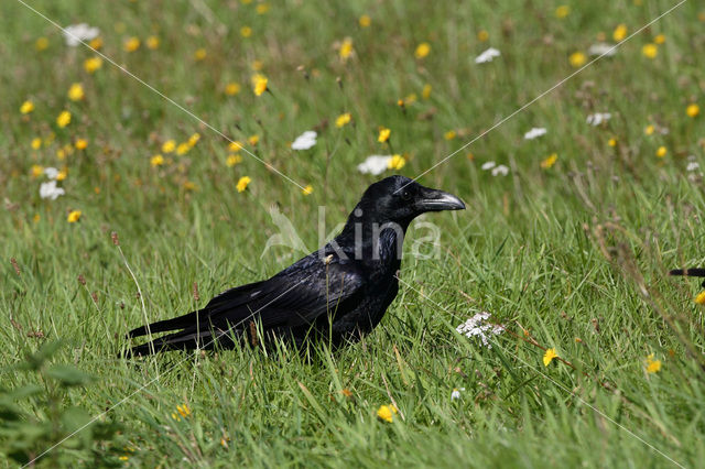 Raaf (Corvus corax)