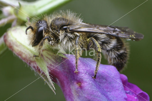 Sleepy Carpenter Bee (Chelostoma florisomne)