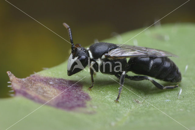 Resedamaskerbij (Hylaeus signatus)