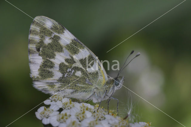 Resedawitje (Pontia daplidice)