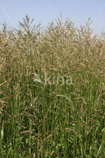 Reed-grass