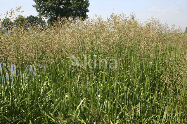 Rietgras (Phalaris arundinacea)