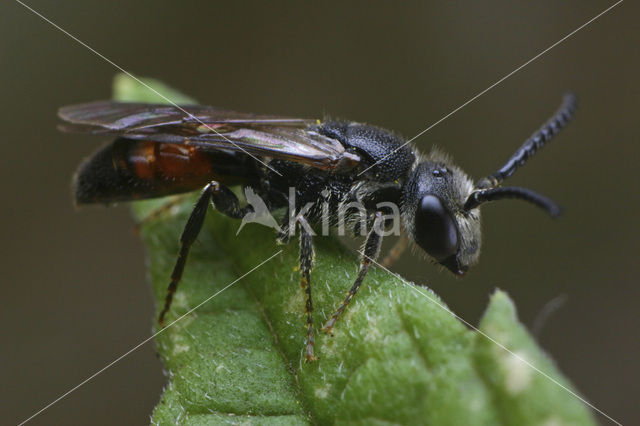 Sphecodes reticulatus