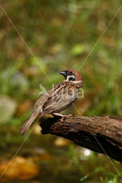Eurasian Tree Sparrow (Passer montanus)