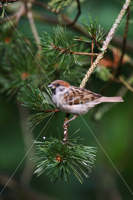Ringmus (Passer montanus)