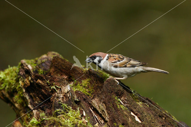 Eurasian Tree Sparrow (Passer montanus)