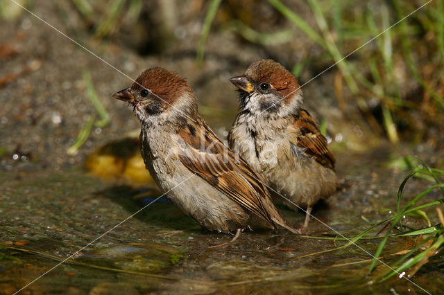 Ringmus (Passer montanus)