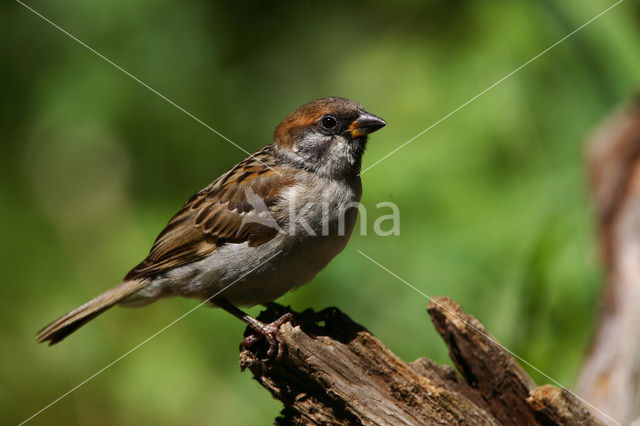 Eurasian Tree Sparrow (Passer montanus)