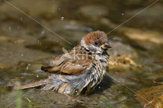 Ringmus (Passer montanus)