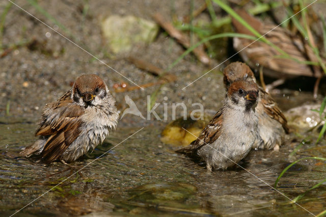 Eurasian Tree Sparrow (Passer montanus)