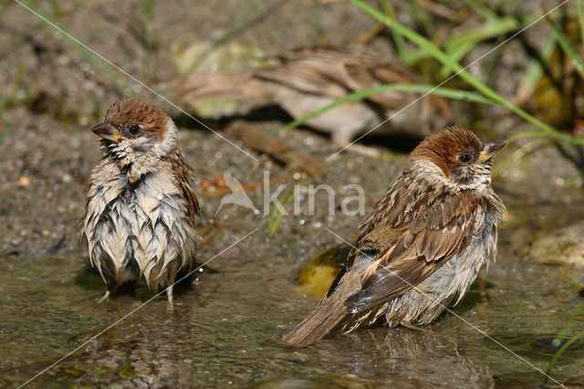 Eurasian Tree Sparrow (Passer montanus)