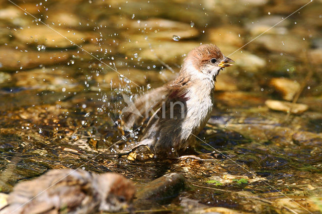Eurasian Tree Sparrow (Passer montanus)