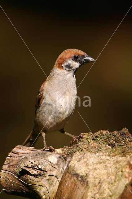 Eurasian Tree Sparrow (Passer montanus)