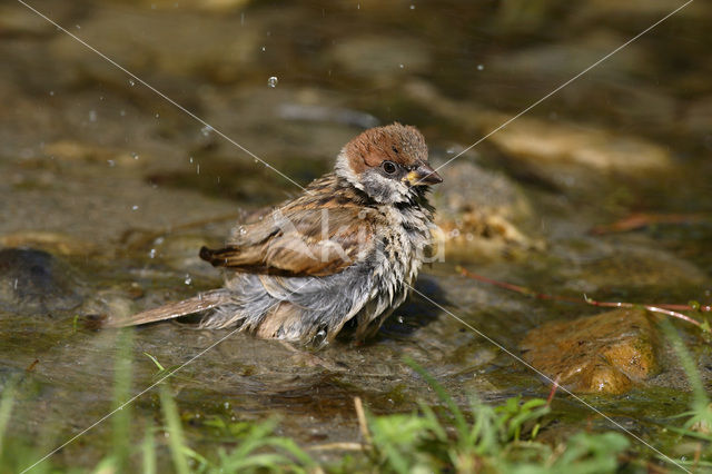 Eurasian Tree Sparrow (Passer montanus)