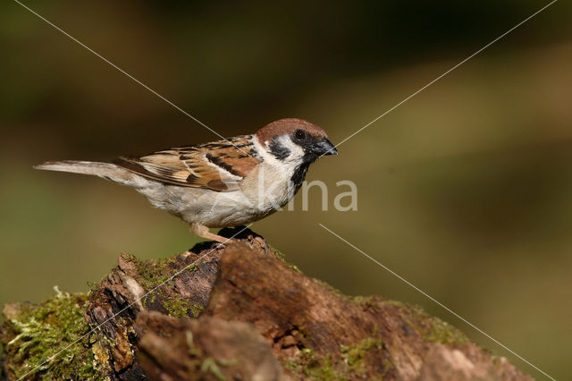 Eurasian Tree Sparrow (Passer montanus)