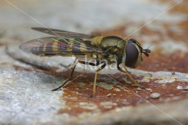 Ringpootroetneusje (Parasyrphus vittiger)