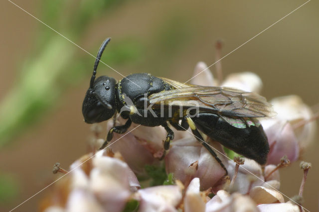 Rinks maskerbij (Hylaeus rinki)