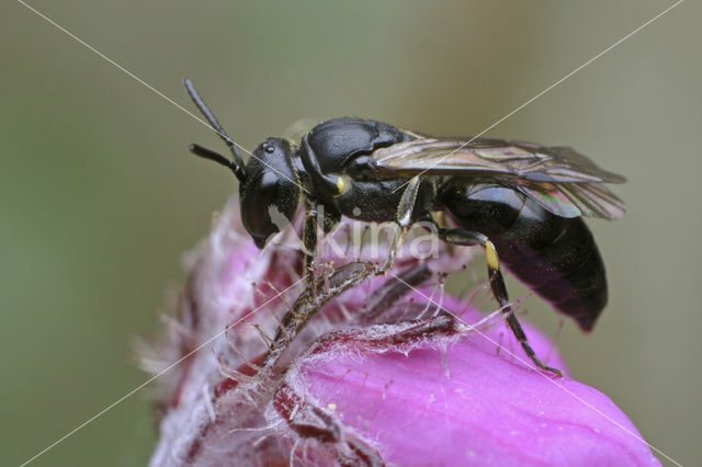 Rinks maskerbij (Hylaeus rinki)