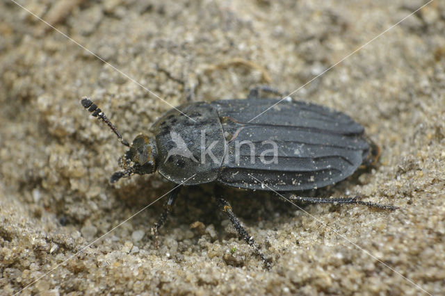 carrion beetle (Thanatophilus sinuatus)