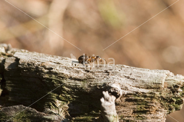 Rode bosmier (Formica sp.)