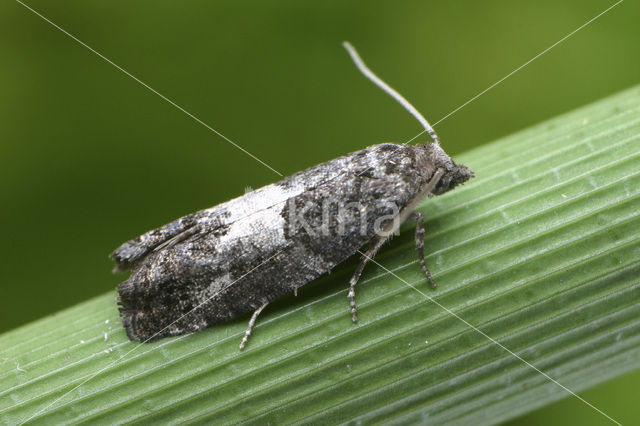 Rode Knopbladroller (Spilonota ocellana)