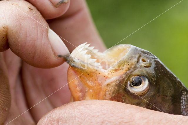 Red-bellied piranha (Pygocentrus nattereri)