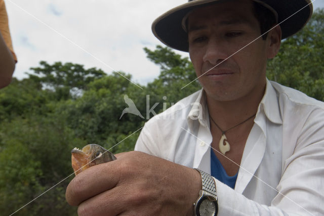 Red-bellied piranha (Pygocentrus nattereri)