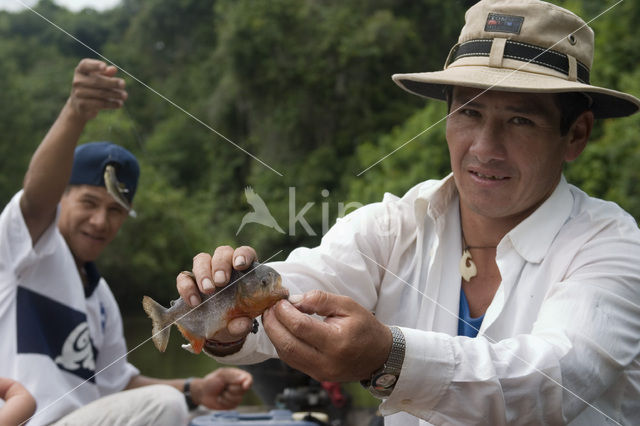 Red-bellied piranha (Pygocentrus nattereri)