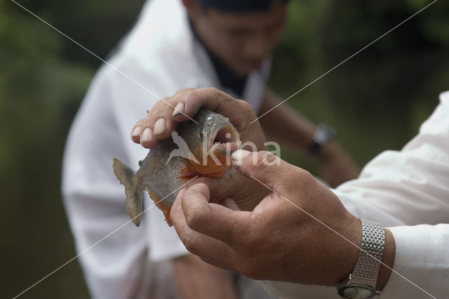 Red-bellied piranha (Pygocentrus nattereri)