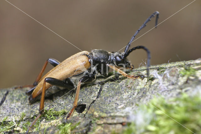 Rode smalbok (Corymbia rubra)