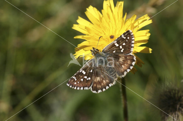 Rood spikkeldikkopje (Pyrgus cirsii)