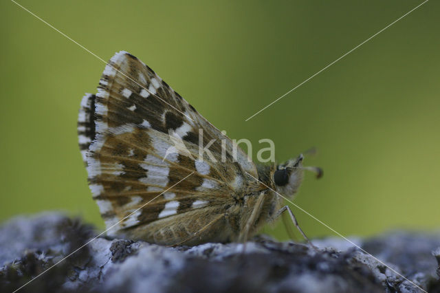 Rood spikkeldikkopje (Pyrgus cirsii)