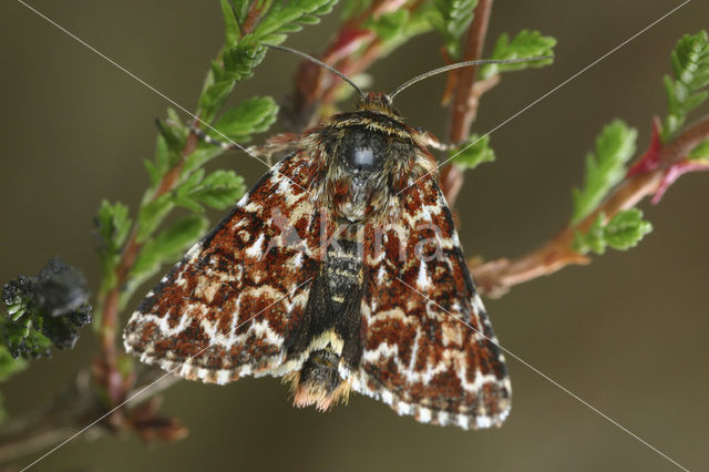 Roodbont heide-uiltje (Anarta myrtilli)