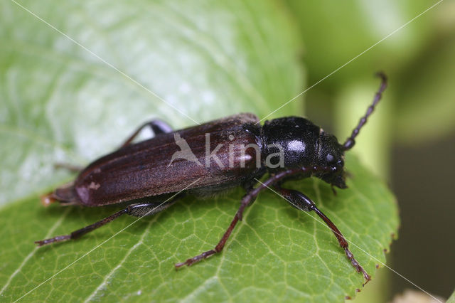 black spruce beetle (Tetropium castaneum)