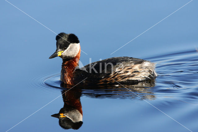 Red-necked Grebe (Podiceps grisegena)