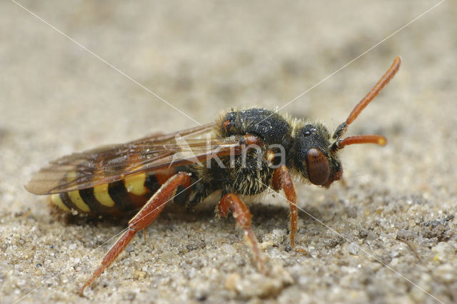 Roodharige wespbij (Nomada lathburiana)