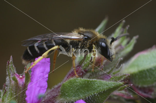 Roodpotige groefbij (Halictus rubicundus)