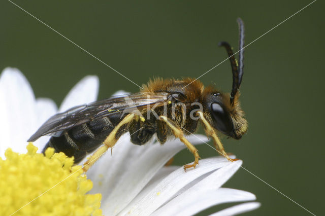 Roodpotige groefbij (Halictus rubicundus)