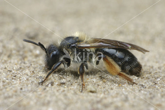 Andrena ruficrus