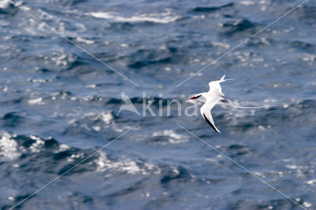 Roodsnavelkeerkringvogel (Phaethon aethereus)