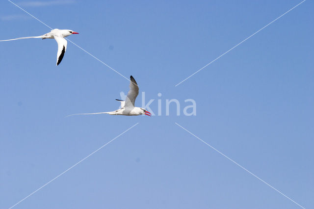 Roodsnavelkeerkringvogel (Phaethon aethereus)