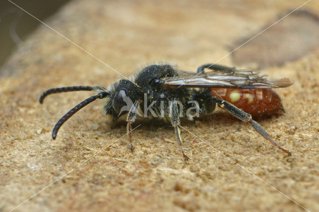 Roodzwarte dubbeltand (Nomada fabriciana)