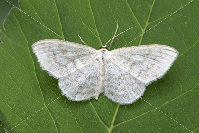 Cream Wave (Scopula floslactata)