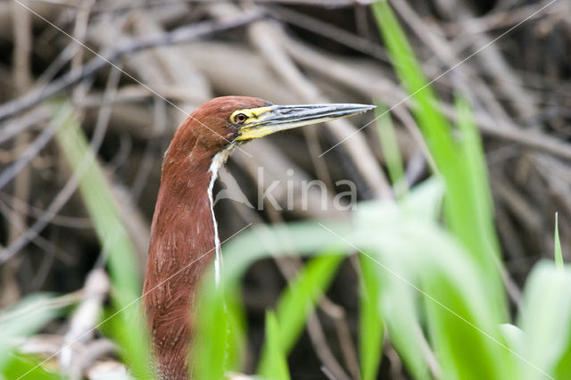 Rufescent Tiger-Heron (Tigrisoma lineatum)