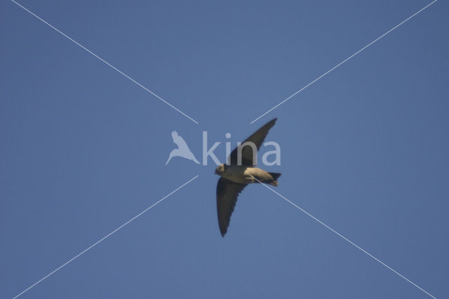 Rotszwaluw (Hirundo rupestris)