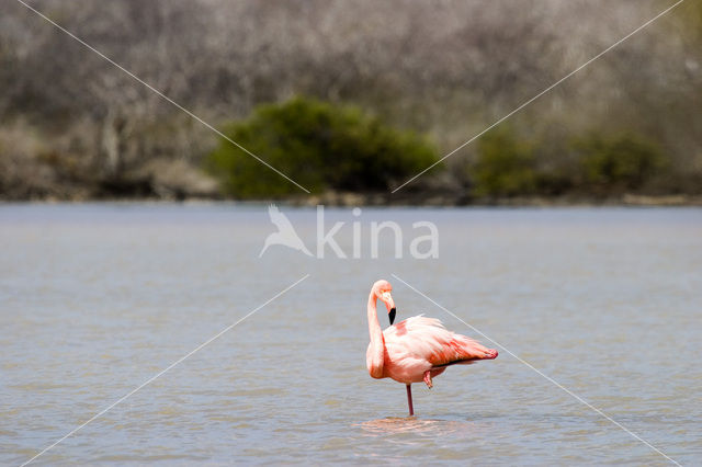 Greater Flamingo (Phoenicopterus ruber)