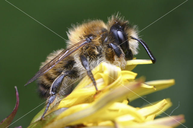 rose leaf-cutter bee (Megachile circumcincta)