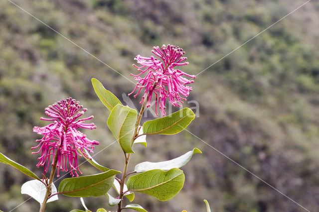 Sacret valley