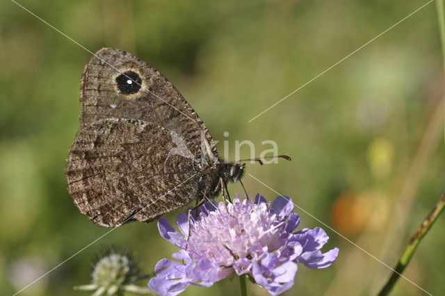 Satyr (Satyrus so)