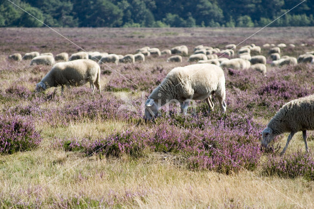 Schaap (Ovis spec.)